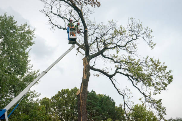 How Our Tree Care Process Works  in  Princeton, TX