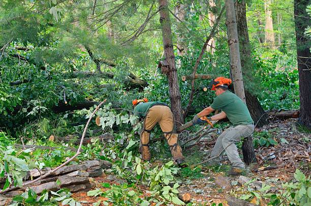 Best Leaf Removal  in Princeton, TX